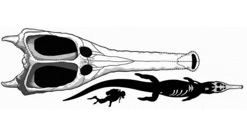 Wowww...Ditemukan Buaya Langka Sebesar Bus