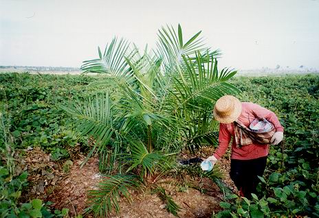 Harga Sawit Petani di Palas Naik Tipis