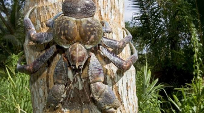 Wawooo... Kepiting Raksasa Ditemukan di Pohon