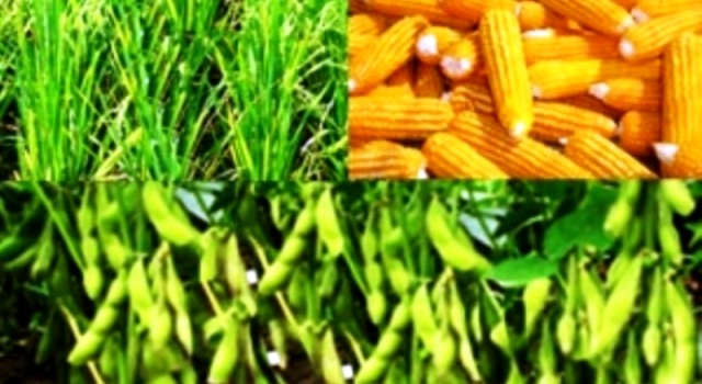 Keberhasilan Produksi Pajale di Sumut 90 Persen Serangan OPT Dibawah Standart