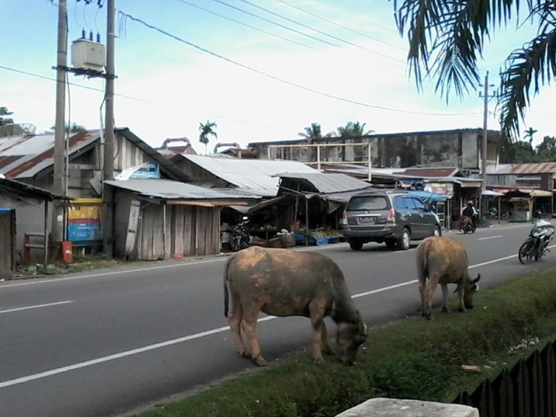 Anggaran Penertiban Ternak Pidie Jaya Rp600 Juta