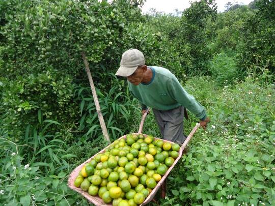 Petani Buah Mangga Minta Diperhatikan