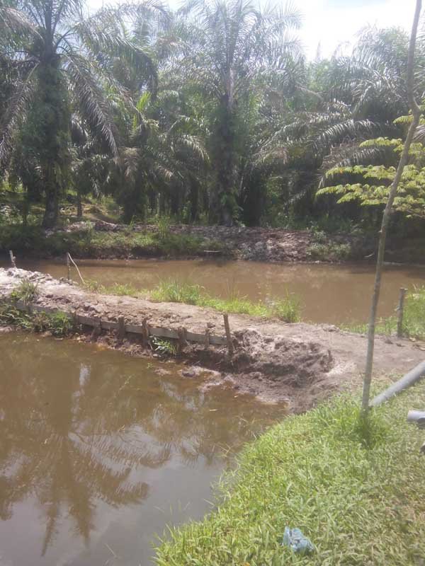 Peternak Ikan Kolam di Labusel Terancam Gulung Tikar