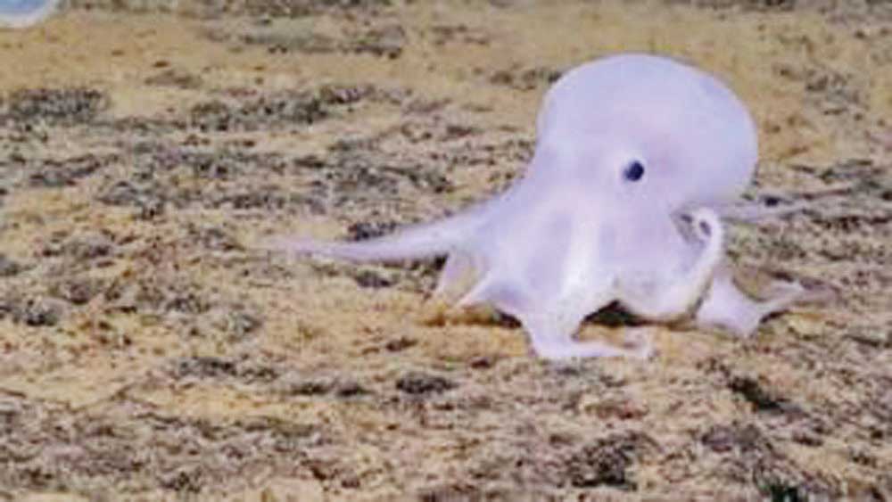 Gurita Mirip Hantu Casper