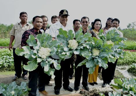 Kelompok Tani T.Tinggi Berhasil Budidayakan Bunga Kol