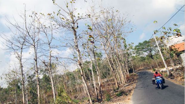 Kemarau Panjang Ganggu Operasional Turbin