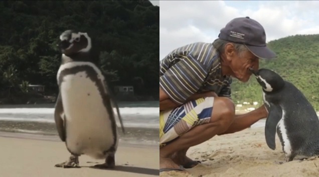Temui Penyelamatnya , Penguin Tempuh 8 Ribu Kilometer