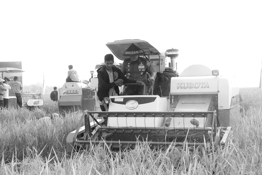 Pangdam I/BB Panen Padi Perdana  di DemplotYonif Raider 100