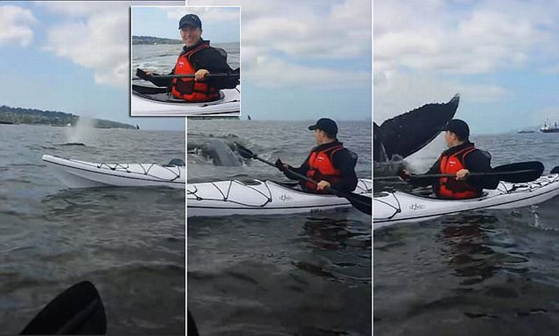 Lagi Asyik Dayung Travellers Ini Disambangi Paus