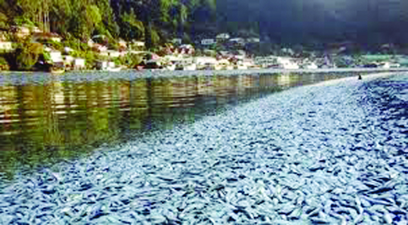 Ratusan Ton Ikan Sarden dan Teri Mati
