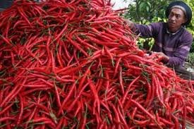 Pasar Lelang Cabai Merah  di Taput