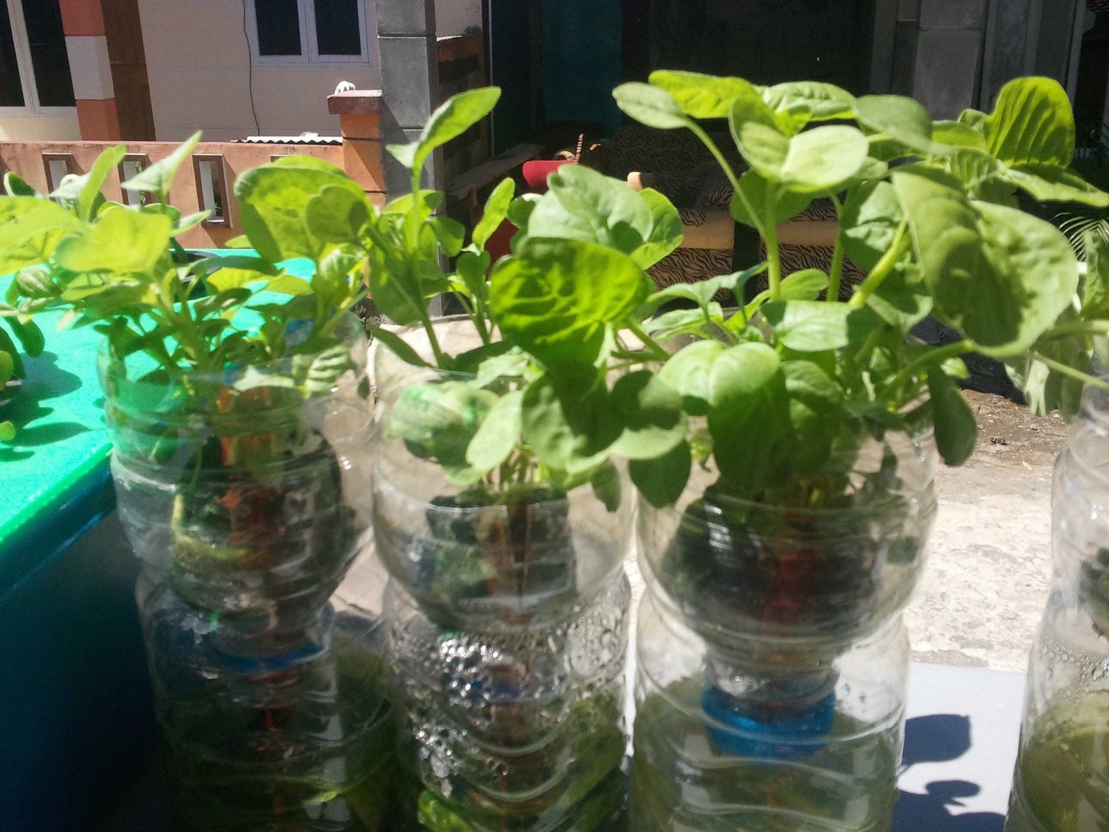 Berdayakan Masyarakat Lewat Peluang Bisnis Hidroponik