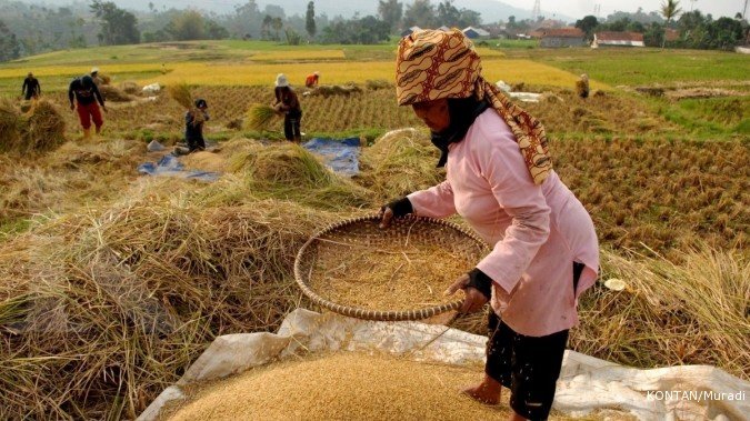 SWASEMBADA PANGAN, BABINSA SEI RAMPAH CEK TANAMAN JAGUNG
