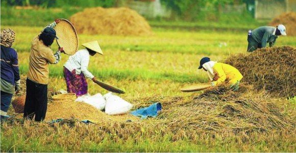 2016 Dinas Pertanian Sumut Targetkan  Luas Lahan Asuransi UTP Seluas 55.050 Hektar