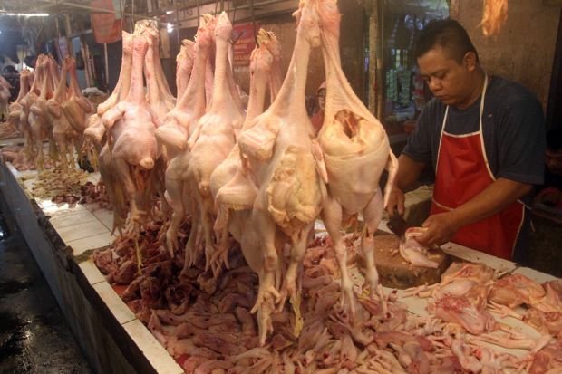 Harga Ayam Potong Turun Kini Rp 20 Ribu per Kilo