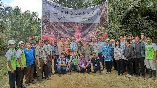 Aplikasi CHIPS Untuk Mencegah Kebangkrutan Akibat Jamur