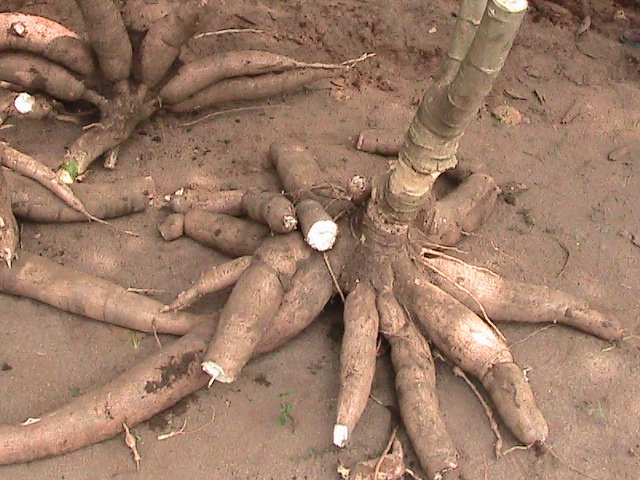 Sumut Ranking 5 Nasional Produksi Singkong