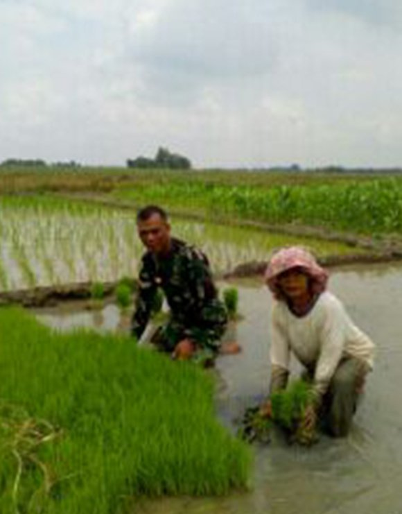 BABINSA KORAMIL 16 DOLOK MASIHUL PANTAU PERTUMBUHAN BENIH PADI