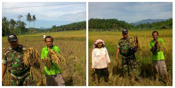 SUKSESKAN SWASEMBADA PANGAN BABINSA LAKSANAKAN PANEN PADI