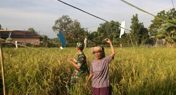 BABINSA BANTU PETANI USIR HAMA BURUNG