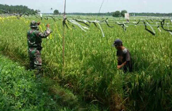 UPAYA BABINSA DAN PETANI KENDALIKAN HAMA BURUNG