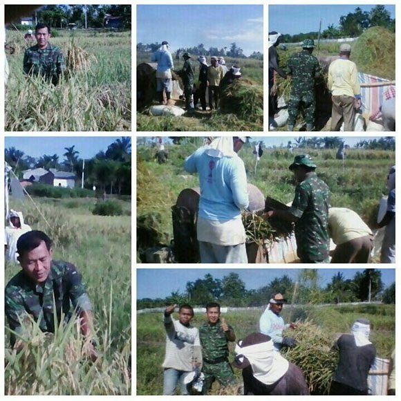 BABINSA KORAMIL SIANTAR UTARA LAKUKAN PENDAMPINGAN PANEN PADI