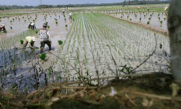 TANAM PADI BERSAMA, BABINSA KORAMIL 18 MERANTI DAN PETANI TURUN KE SAWAH