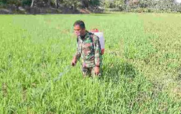 PANEN LANJUTAN BABINSA BERSAMA PETANI DI RANTAU SELATAN