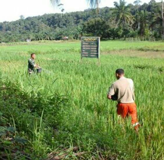 PEMBERSIHAN GULMA DAN PEMUPUKAN AGAR TANAMAN PADI TUMBUH DENGAN BAIK