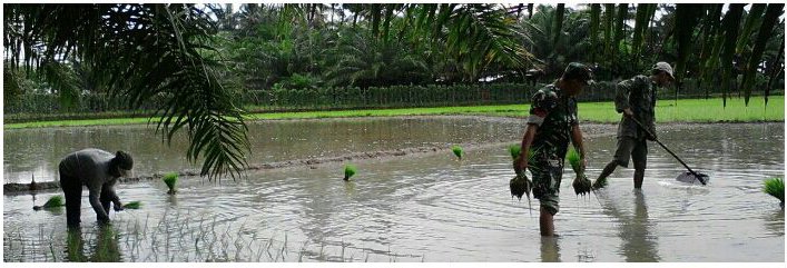 BABINSA KORAMIL 06/PDG DAMPINGI PETANI MENANAM PADI