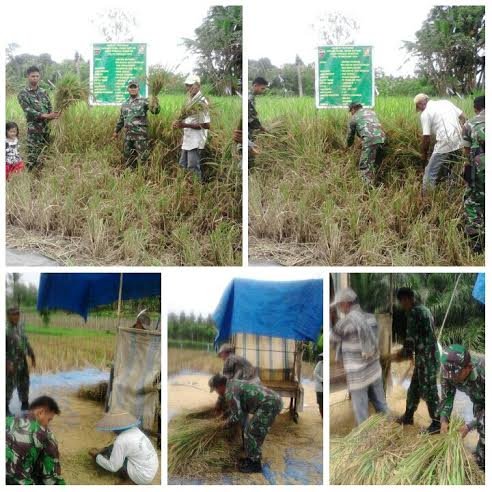 BABINSA SERBELAWAN DAN PETANI PANEN PADI