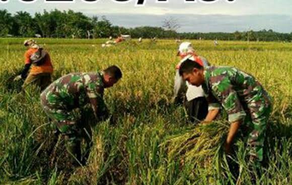 PENDAMPINGAN BABINSA KEPADA PETANI TINGKATKAN HASIL PANEN PADI