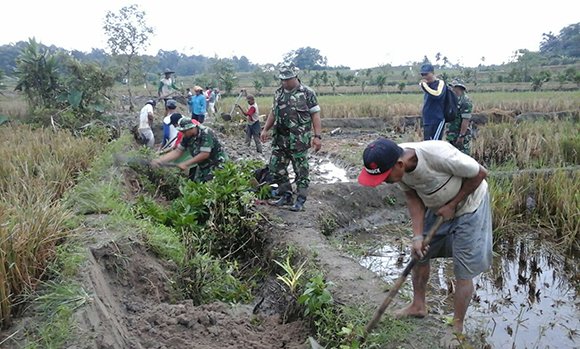 BABINSA KORAMIL 06/PDG DAMPINGI PETANI MENANAM PADI