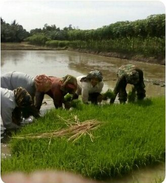 ANGGOTA KORAMIL 08/BANGUN LAKSANAKAN GOTONG-RORONG