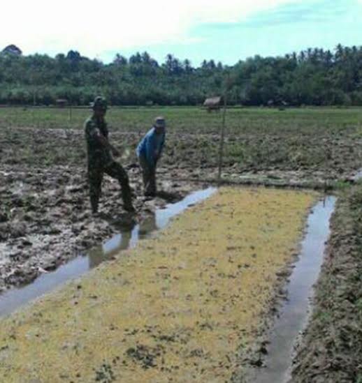 PENDAMPINGAN BABINSA KEPADA PETANI TINGKATKAN HASIL PANEN PADI