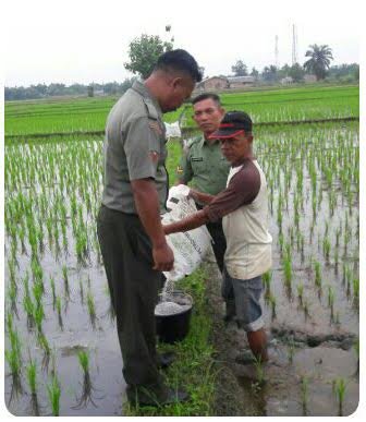 PEMUPUKAN TANAMAN TETAP MENYUKSESKAN SWASEMBADA PANGAN  UNGKAP BABINSA