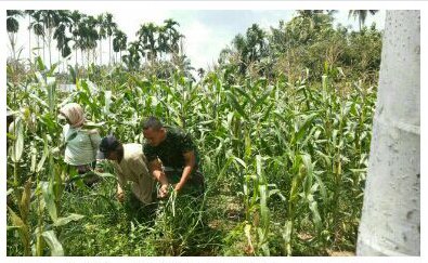 SUKSESKAN SWASEMBADA PANGAN BABINSA IKUT SERTA MERAWAT  TANAMAN JAGUNG