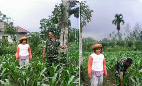 BABINSA DAMPINGI PETANI MESUKSESKAN SWASEMBADA PANGAN  DENGAN MEMANTAU TUMBUHAN JAGUNG