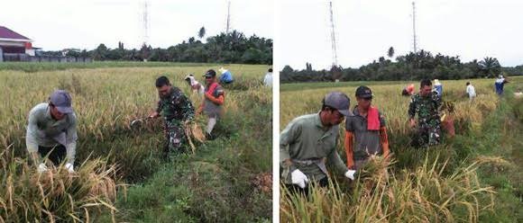 BABINSA DAN PETANI PANEN PADI DI DESA TANJUNG KERIAHAN