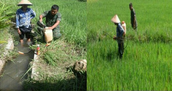 SUKSESKAN SWASEMBADA PANGAN BABINSA IKUT SERTA  PENYEMPROTAN HAMA DI SAWAH
