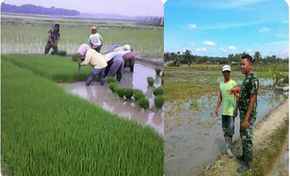 PENGOLAHAN DAN PENANAMAN PADI DI SAWAH BABINSA DAMPINGI PETANI