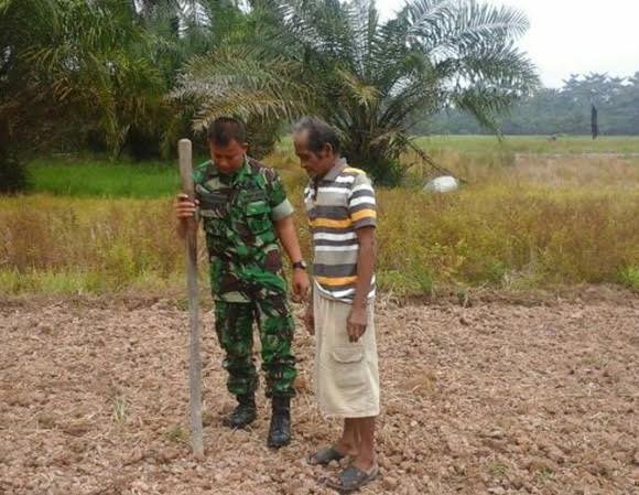 BABINSA KORAMIL 08 SICANGGANG SEMAI BIBIT JAGUNG BERSAMA PETANI