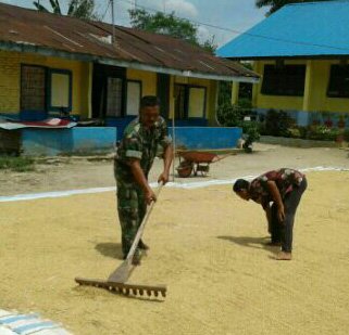 BABINSA KORAMIL 03 LIMA PULUH BANTU PETANI JEMUR PADI