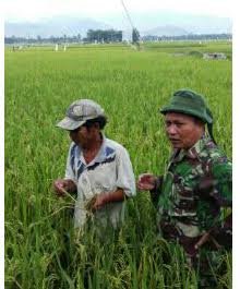 PEMANTAUAN TANAMAN PADI DILAKSANAKAN BABINSA DI DESA PEMATANG  STRAK