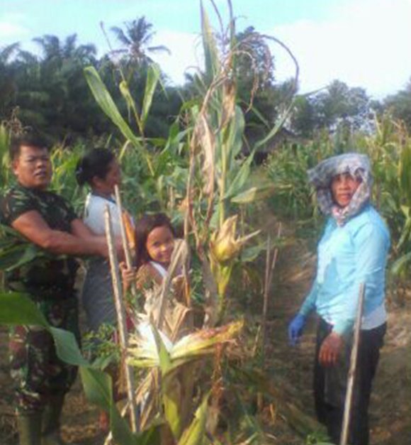 BABINSA KORAMIL 17 KOTARIH BANTU PETANI MEMANEN JAGUNG DI DESA SEI UJAN UJAN