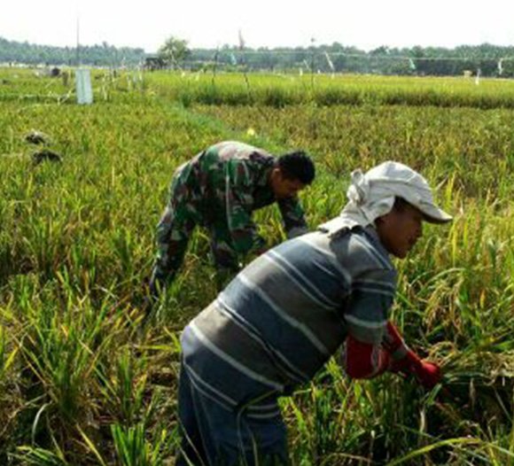 MEMOTIVASI PETANI DALAM BERCOCOK TANAM, BABINSA BANTU PETANI PANEN  PADI DI KEC. BUNTU PANE