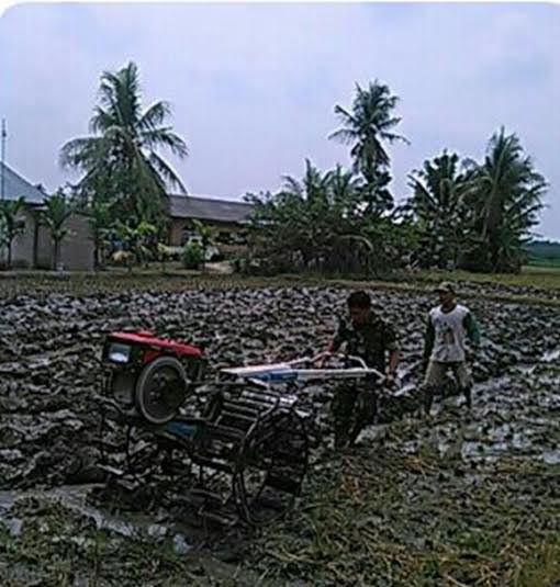 BABINSA KORAMIL DOLOK MASIHUL PENDAMPINGAN PETANI BAJAK SAWAH