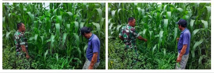 SUKSES DALAM SWASEMBADA PANGAN DENGAN PEMELIHARAAN TANAMAN  JAGUNG