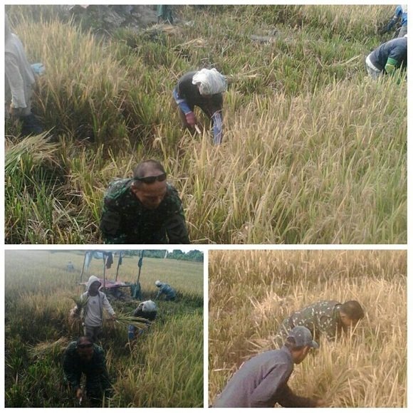 BABINSA SIANTAR BARAT MENDAMPINGI PETANI PANEN PADI DI KELURAHAN BAH SORMA
