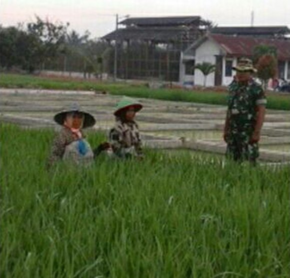 BABINSA KORAMIL 01 SUNGGAL LAKUKAN PEMUPUKAN PADI
